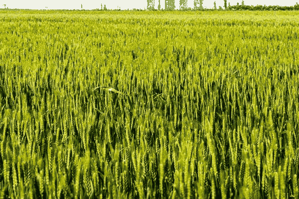 秋小麦播种前